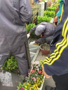 【3499拉斯维加斯人别样清明】2018年清明落葬工作圆满实现